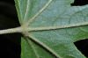 image of Kalopanax pictus