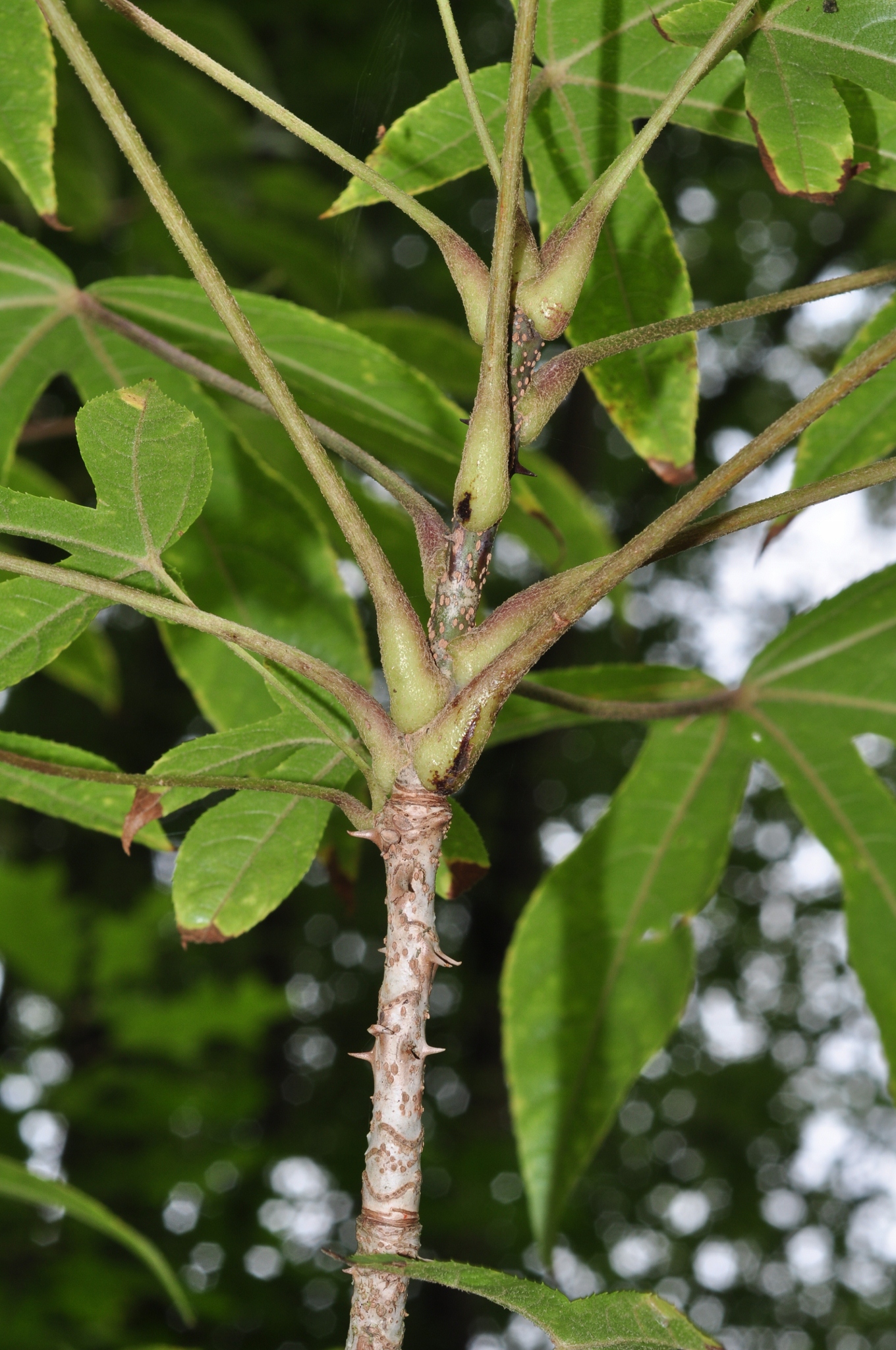 Araliaceae Kalopanax pictus