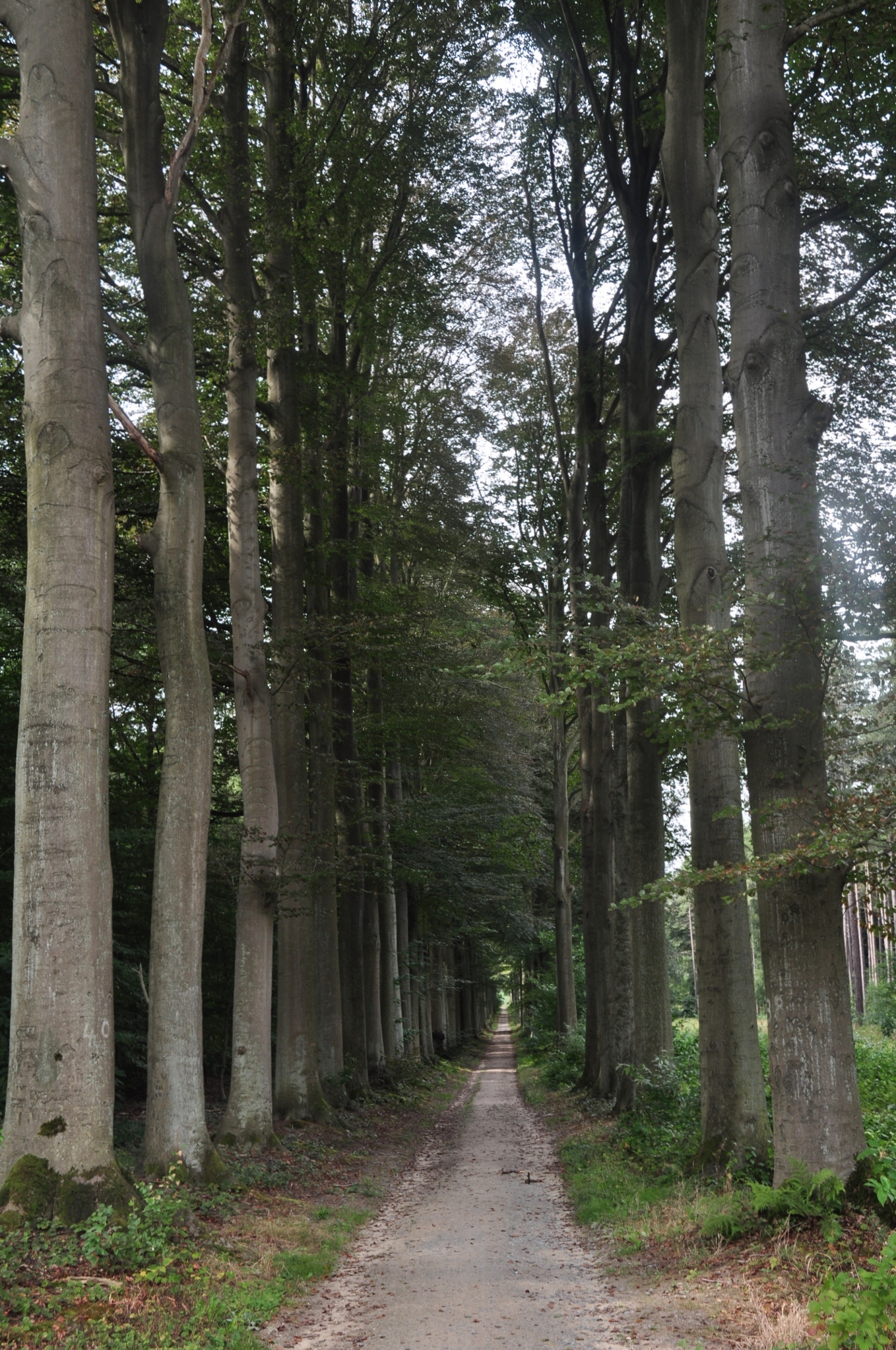 Fagaceae Fagus sylvatica