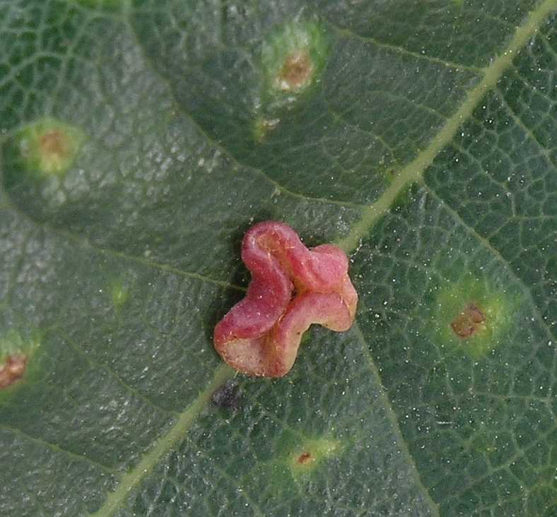 Cynipidae Neuroterus laeviusculus