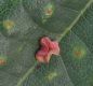 image of Quercus robur