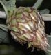 image of Quercus robur