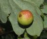 image of Quercus robur