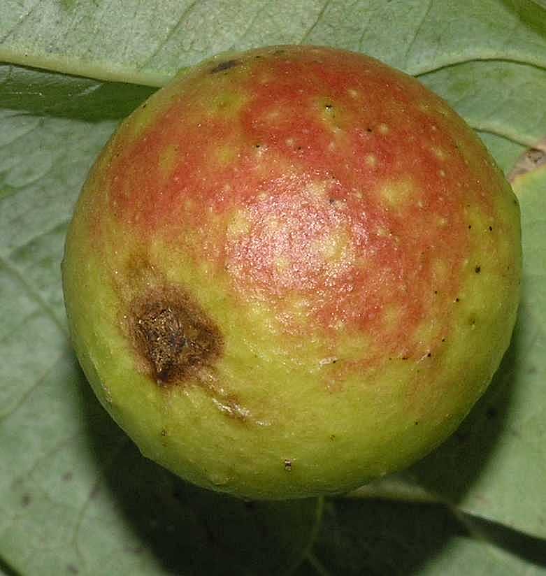 Cynipidae Cynips quercusfolii