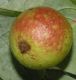 image of Quercus robur