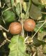 image of Quercus robur