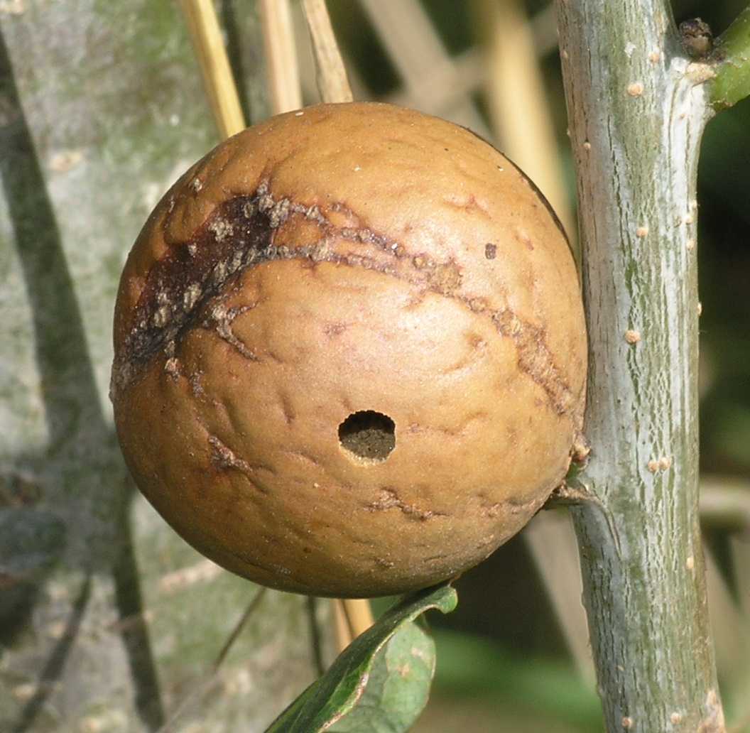 Fagaceae Quercus robur