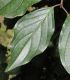 image of Cornus sanguinea