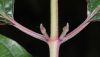 image of Cornus sanguinea