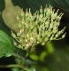image of Cornus sanguinea