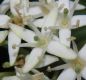 image of Cornus sanguinea