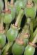 image of Cornus sanguinea