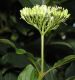 image of Cornus sanguinea