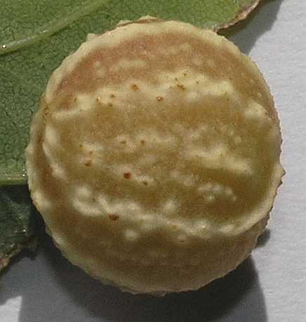 Cynipidae Cynips longiventris