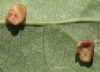 image of Quercus robur