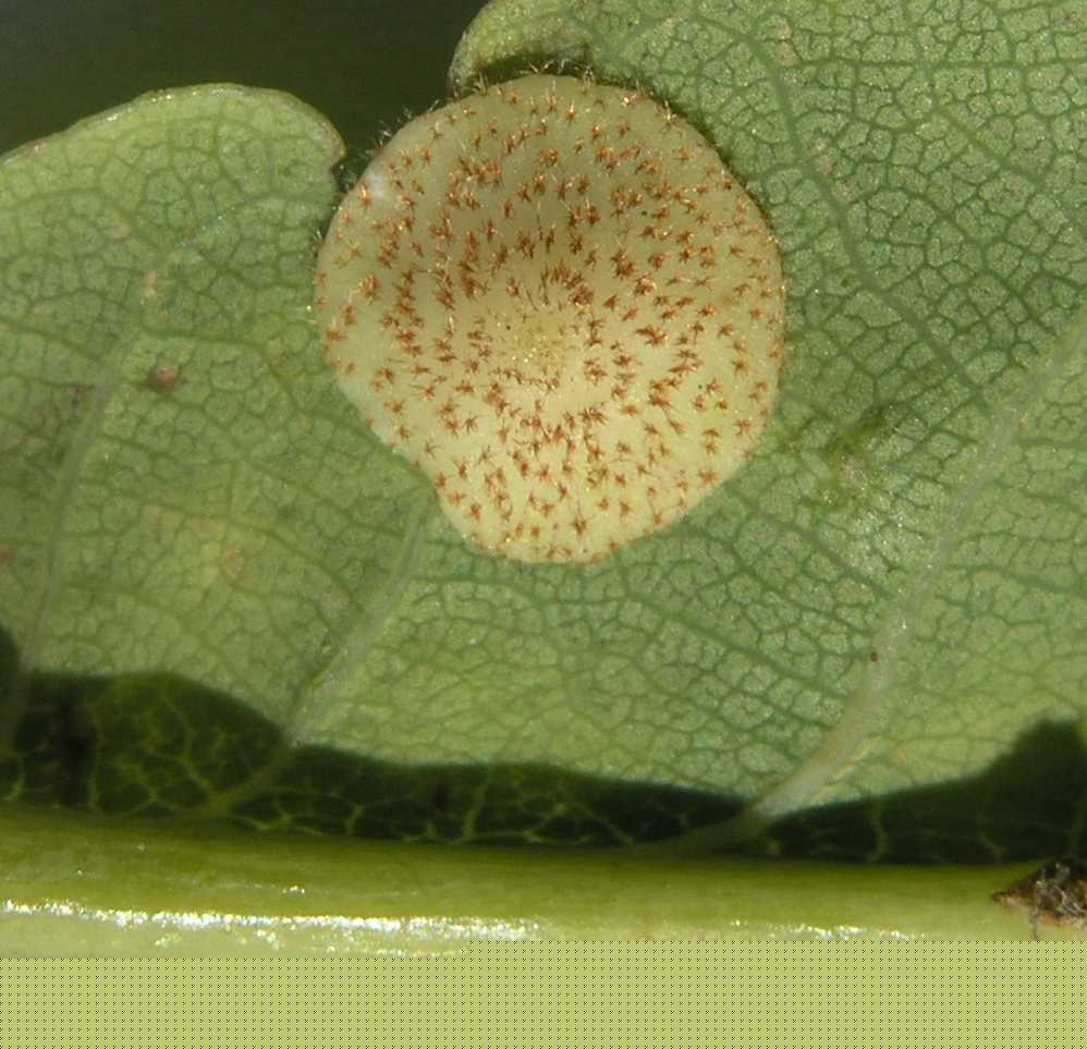 Cynipidae Neuroterus quercusbaccarum