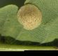 image of Quercus robur