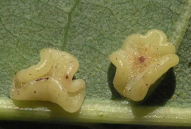 Cynipidae Neuroterus laeviusculus