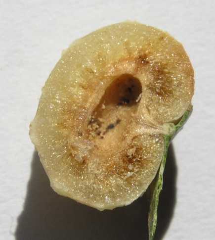 Fagaceae Quercus robur