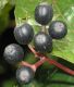 image of Cornus sanguinea