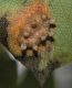 image of Pyrus communis