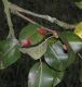image of Pyrus communis