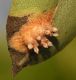 image of Pyrus communis