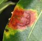 image of Pyrus communis