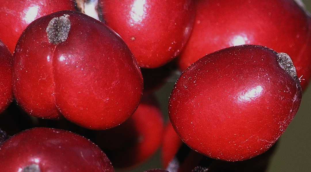 Ranunculaceae Actaea spicata