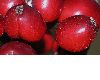 image of Actaea spicata