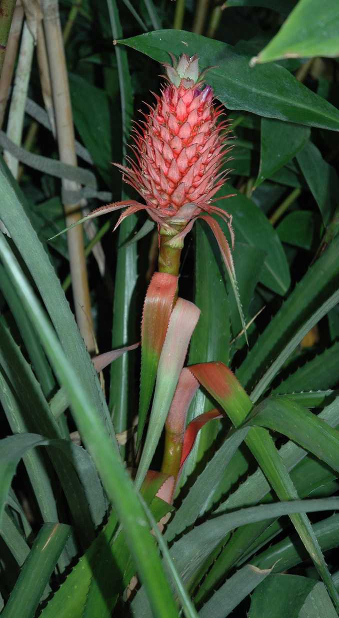 Bromeliaceae Ananas comosus