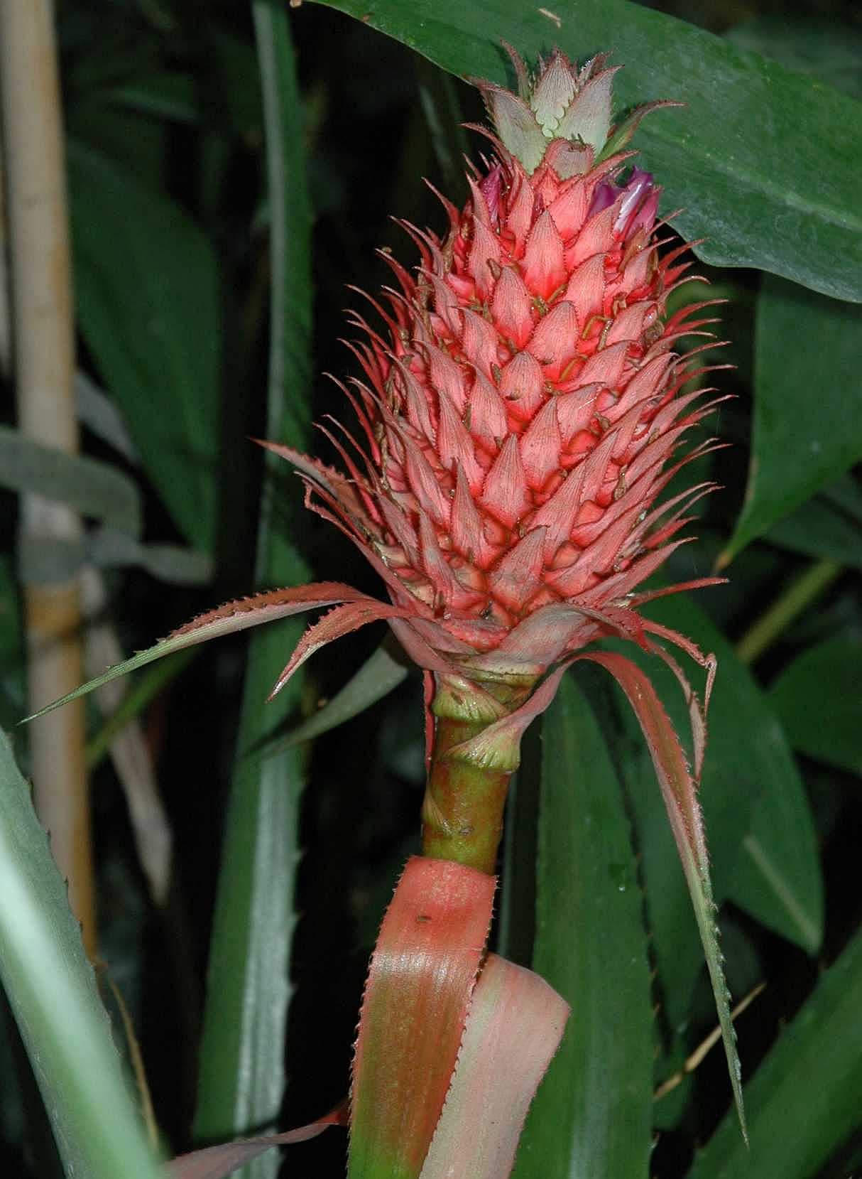 Bromeliaceae Ananas comosus
