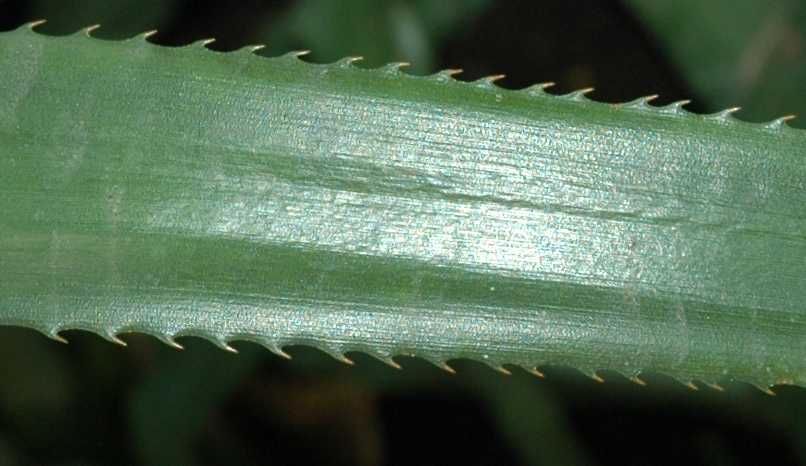 Bromeliaceae Ananas comosus