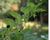 image of Atropa bella-donna