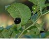 image of Atropa bella-donna