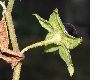 image of Atropa bella-donna