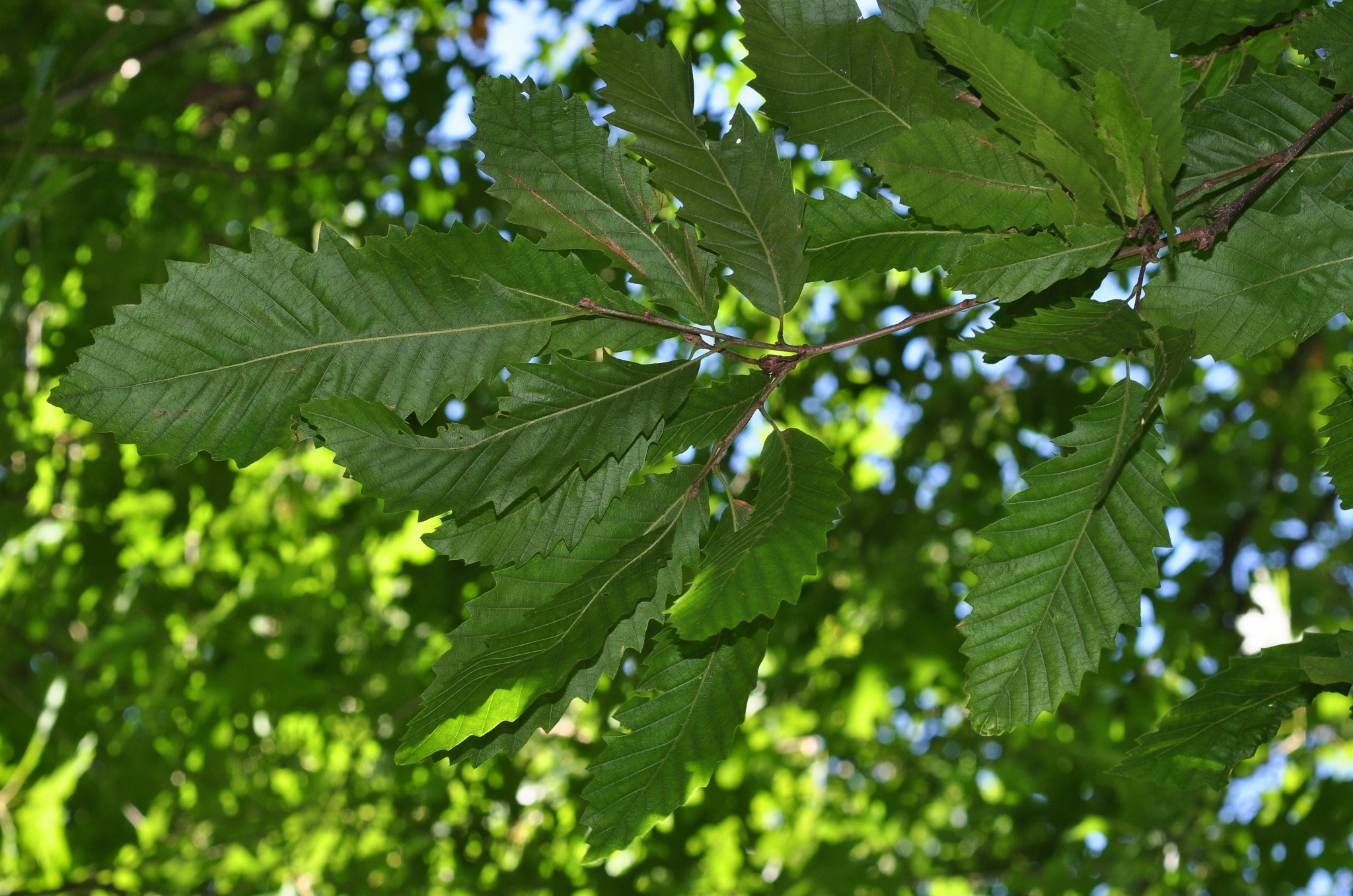 Fagaceae Quercus castaneifolia