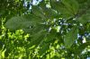 image of Quercus castaneifolia