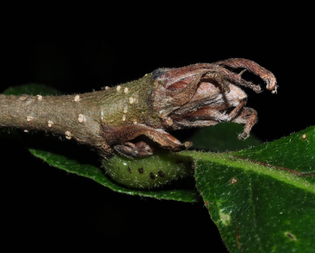 Fagaceae Quercus castaneifolia