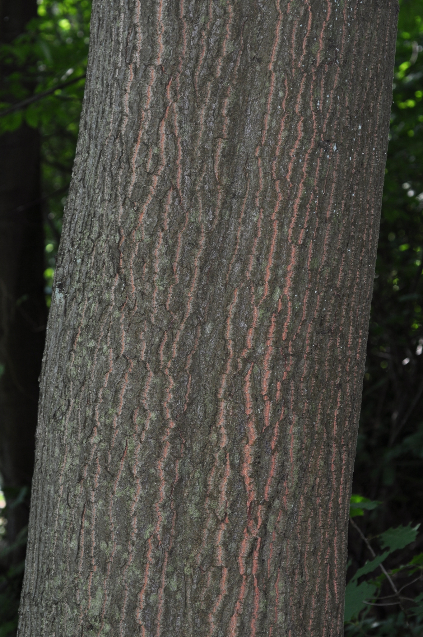 Fagaceae Quercus castaneifolia