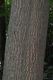 image of Quercus castaneifolia