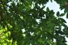 image of Quercus castaneifolia