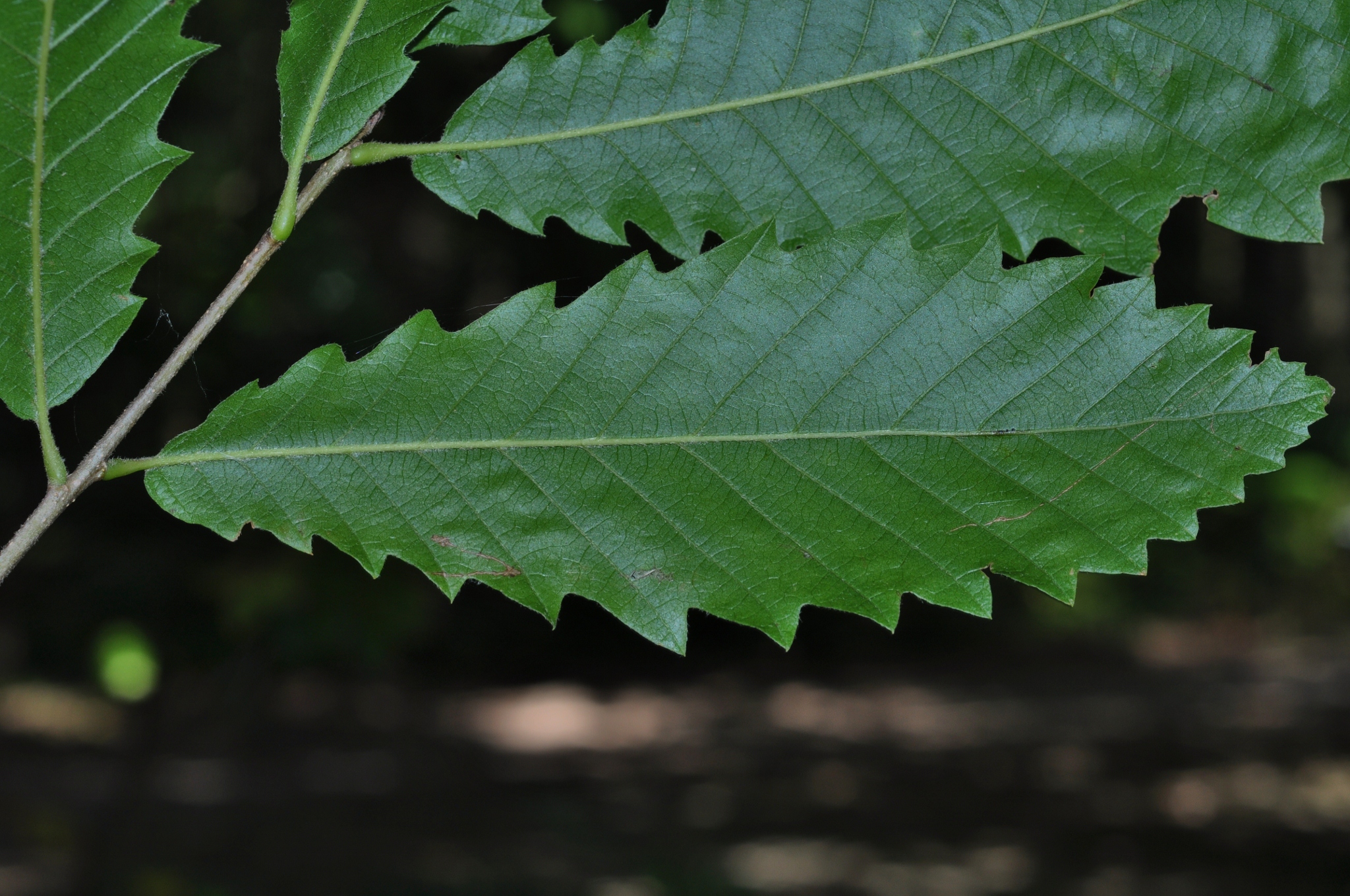 Fagaceae Quercus castaneifolia