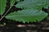 image of Quercus castaneifolia
