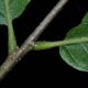 image of Quercus castaneifolia