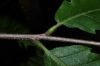 image of Quercus castaneifolia