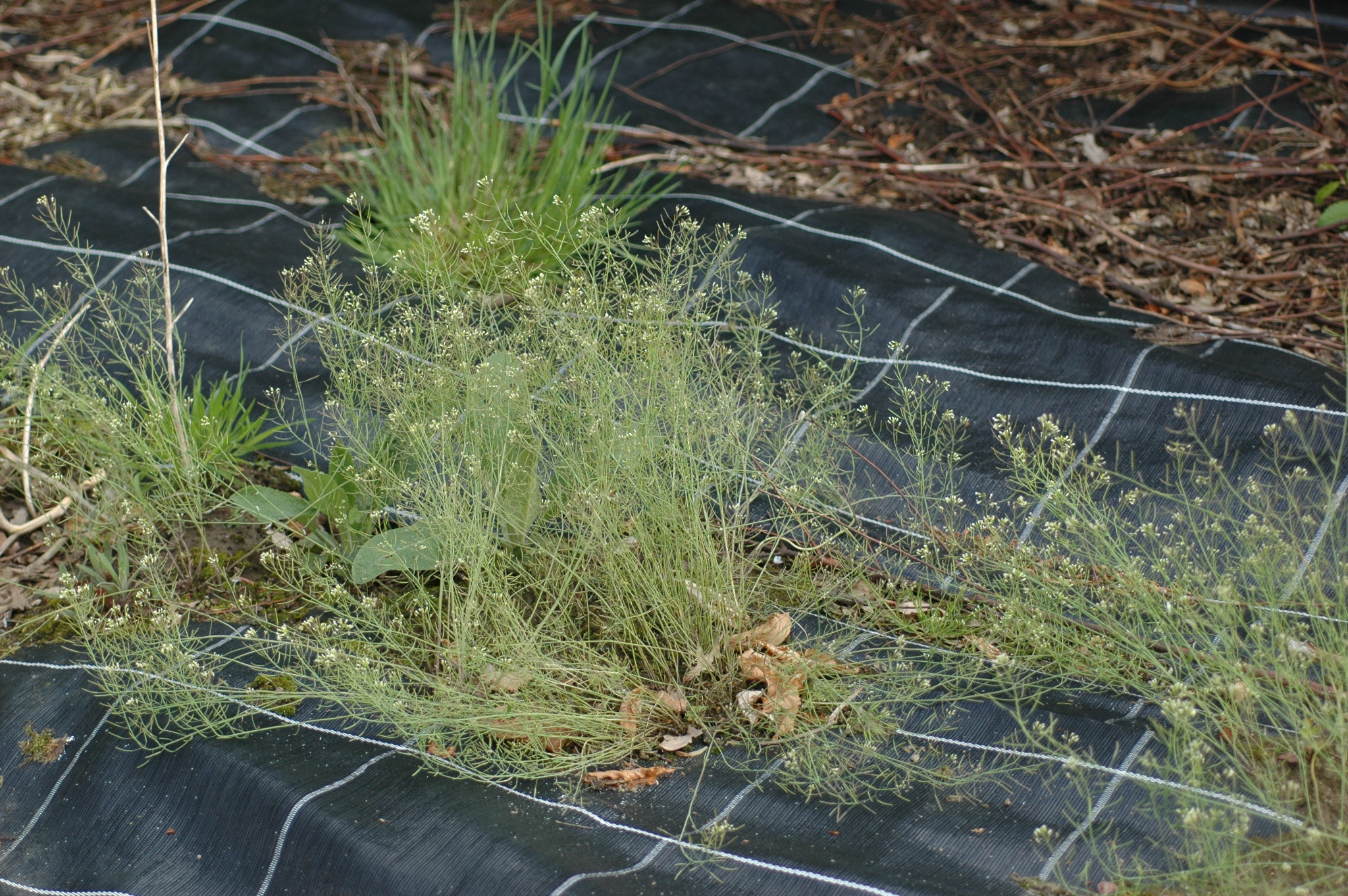 Brassicaceae Arabidopsis thaliana
