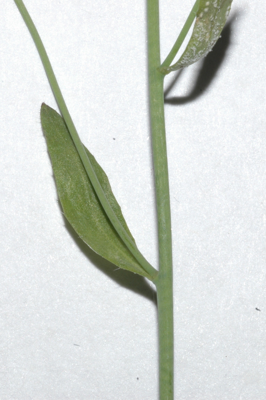 Brassicaceae Arabidopsis thaliana