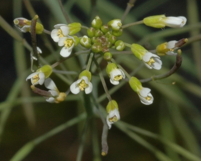 Brassicaceae Arabidopsis thaliana