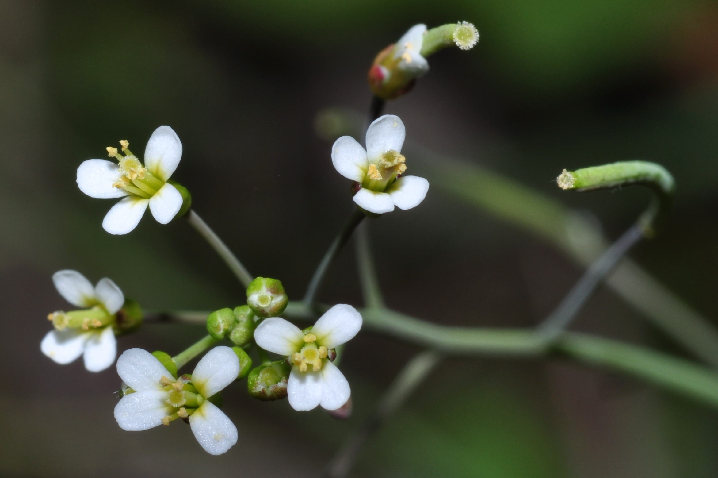 Brassicaceae Arabidopsis thaliana